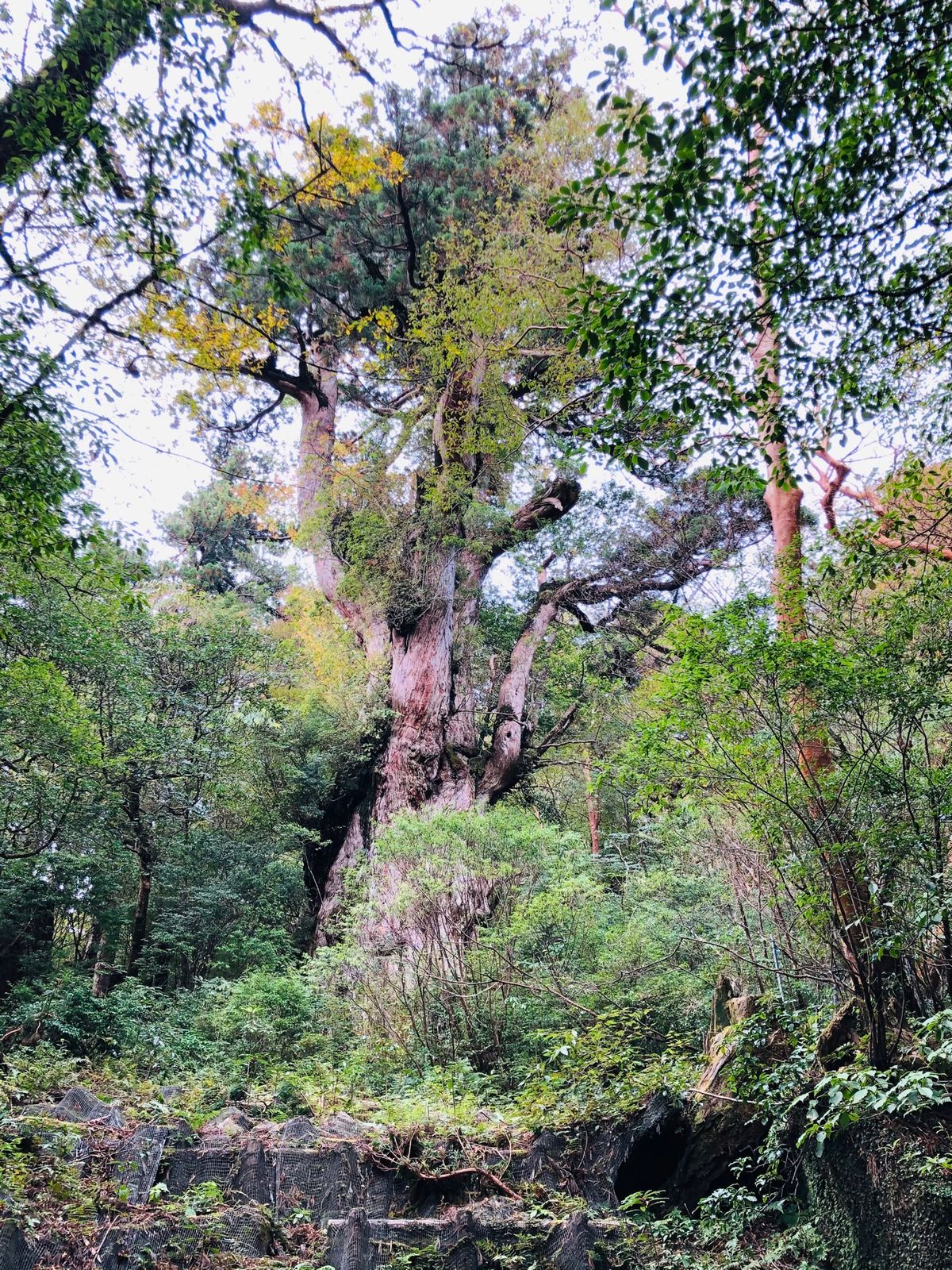 ウィルソン株
縄文杉

朝4時にホテルを出発し、ガイドさんと合流。
朝5時...