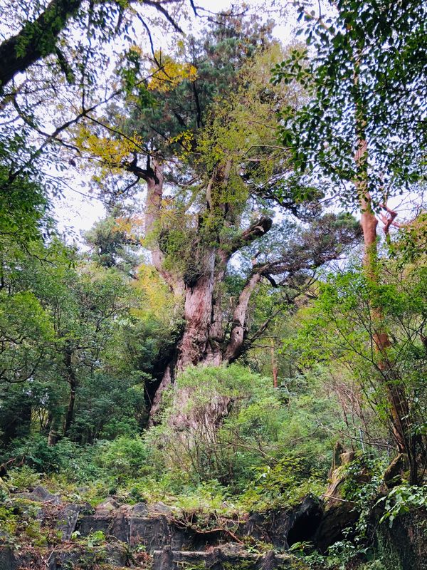 日本・鹿児島「屋久島」の写真