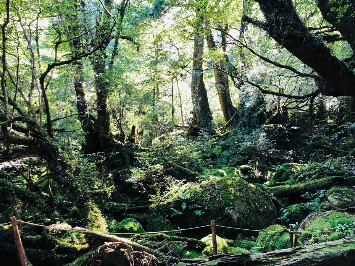 白谷雲水峡
太鼓岩

今回の２つ目の目的地！
時間は往復6時間でしたが、
...