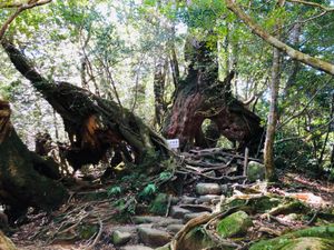 白谷雲水峡
太鼓岩

今回の２つ目の目的地！
時間は往復6時間でしたが、
...