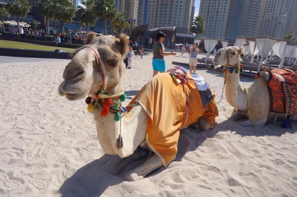 アラブ首長国連邦「UAE Dubai & Abū Dhabī」の写真