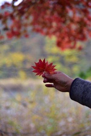 福島の紅葉が見頃を迎えたので、初めての福島旅行へ！
想像していなかった絶景...