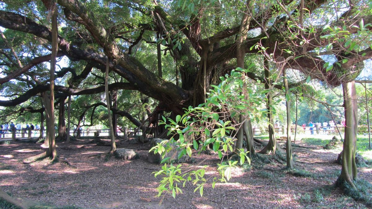 露天ナイトショー「印象劉三姐」は超感動した！さすが张艺谋監督！