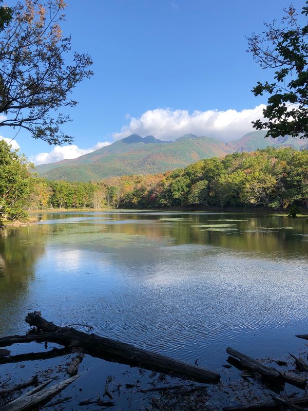 日本・北海道「釧路から知床を目指したレンタカーの旅」の写真：知床五湖を散歩。最近クマの目撃が多く、熊...