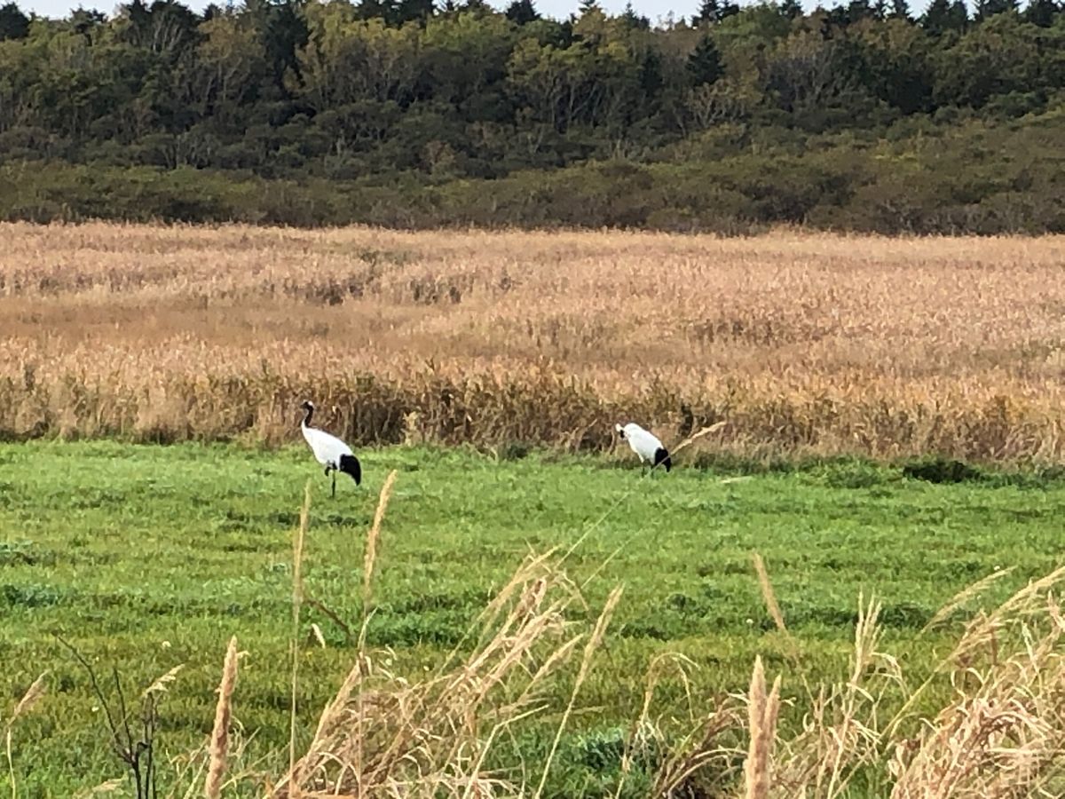 国後島を見に野付半島へ。途中、タンチョウ発見。知床に行く途中で寄った鯨の見...
