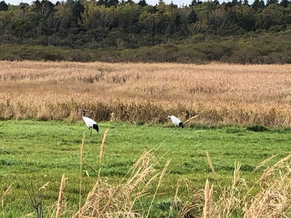 日本・北海道「釧路から知床を目指したレンタカーの旅」の写真：国後島を見に野付半島へ。途中、タンチョウ...