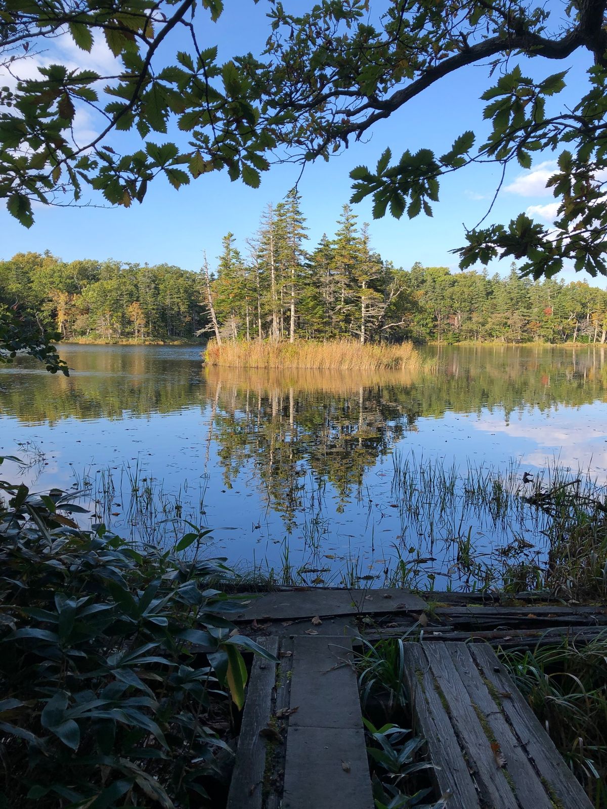 知床五湖を散歩。最近クマの目撃が多く、熊に怯えながら周遊。とても綺麗でした。