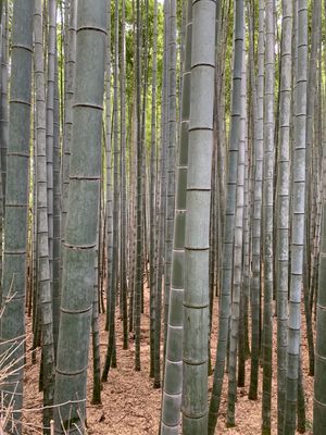 ずっと行きたかった嵐山の竹林