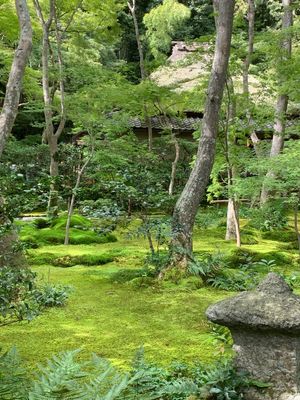 ずっと行きたかった嵐山の竹林