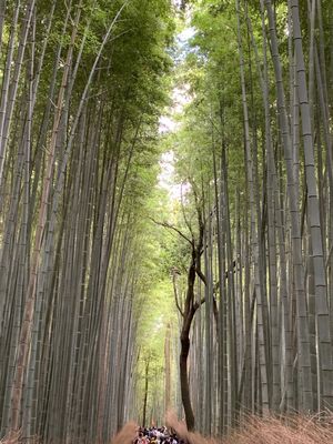 ずっと行きたかった嵐山の竹林