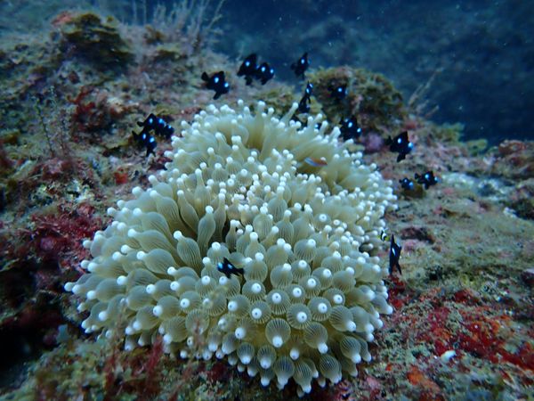 日本・和歌山県「白浜ダイビング」の写真