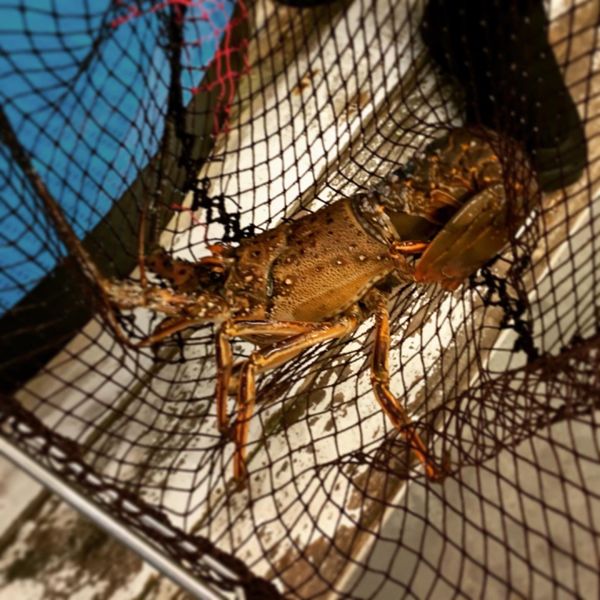 日本・和歌山県「白浜ダイビング」の写真：フィッシャーマンズワーフ白浜で伊勢エビ食った！