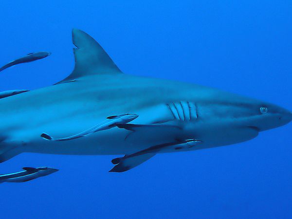 オーストラリア連邦・ケアンズ「オーストラリア グレートバリアリーフでダイビングの日々」の写真:グレートバリアリーフとコーラルシー諸島で...