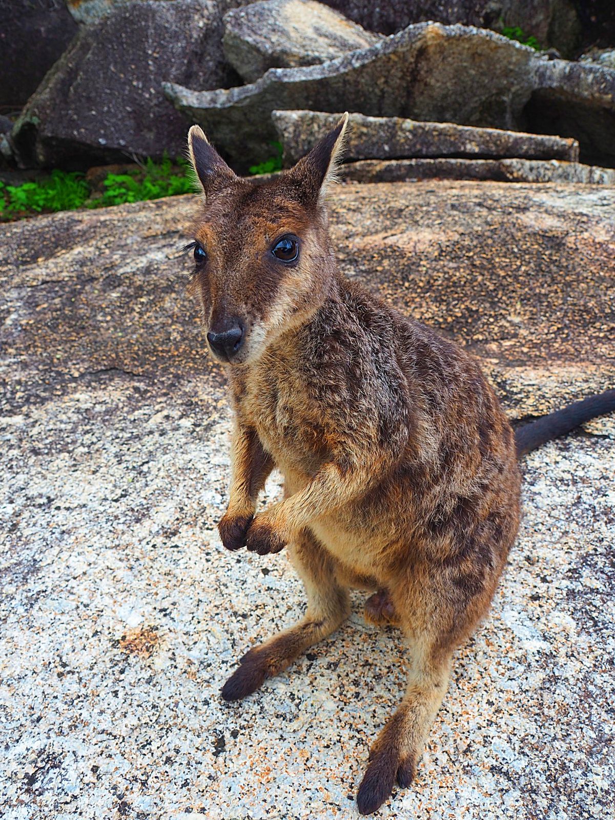 Granite Gorge Nature Park
ケアンズ近郊ドライブ旅...