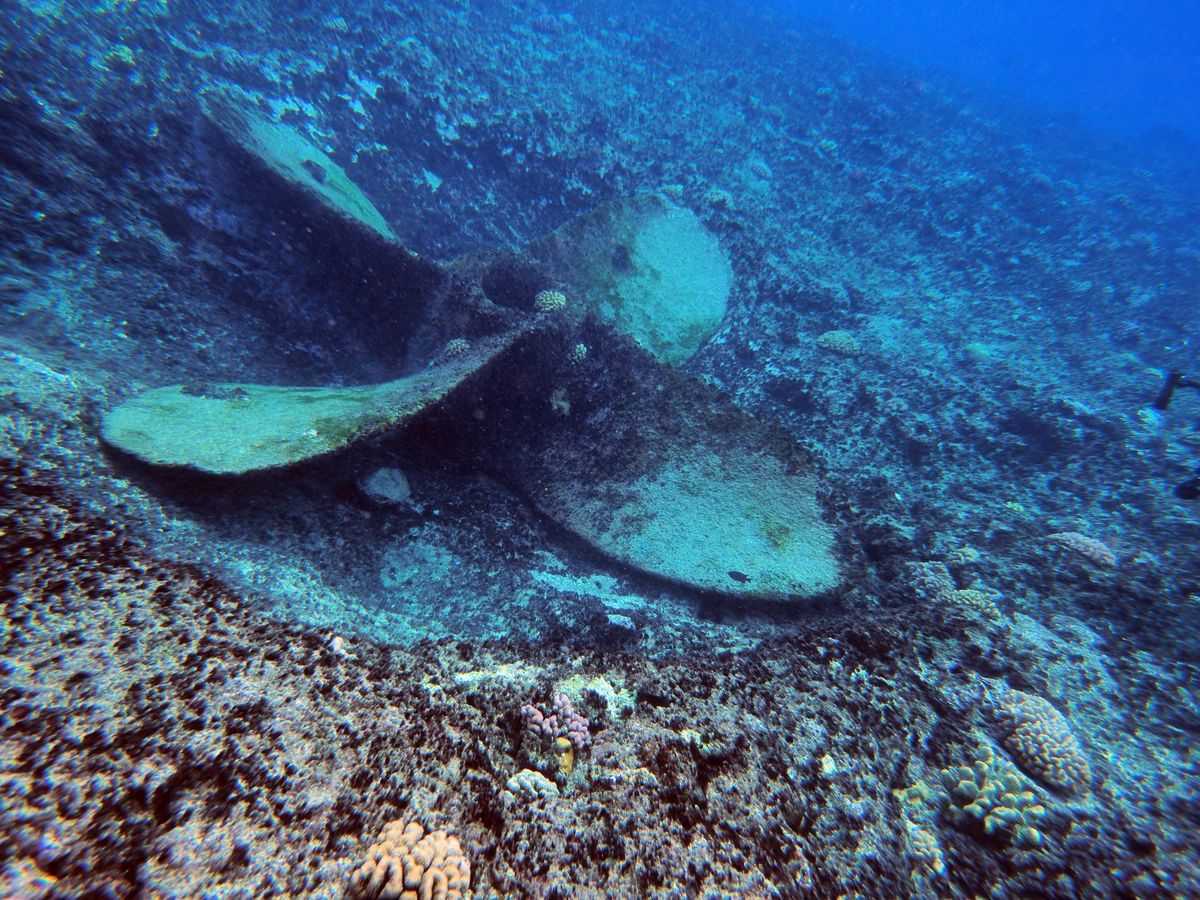 グレートバリアリーフとコーラルシー諸島でのダイビングクルーズに参加。
ダイ...