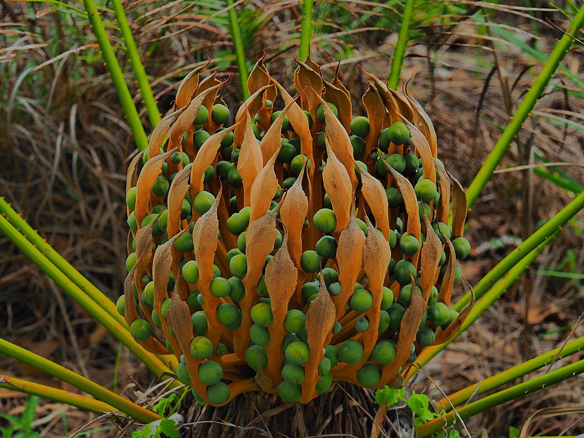 Granite Gorge Nature Park
ケアンズ近郊ドライブ旅...