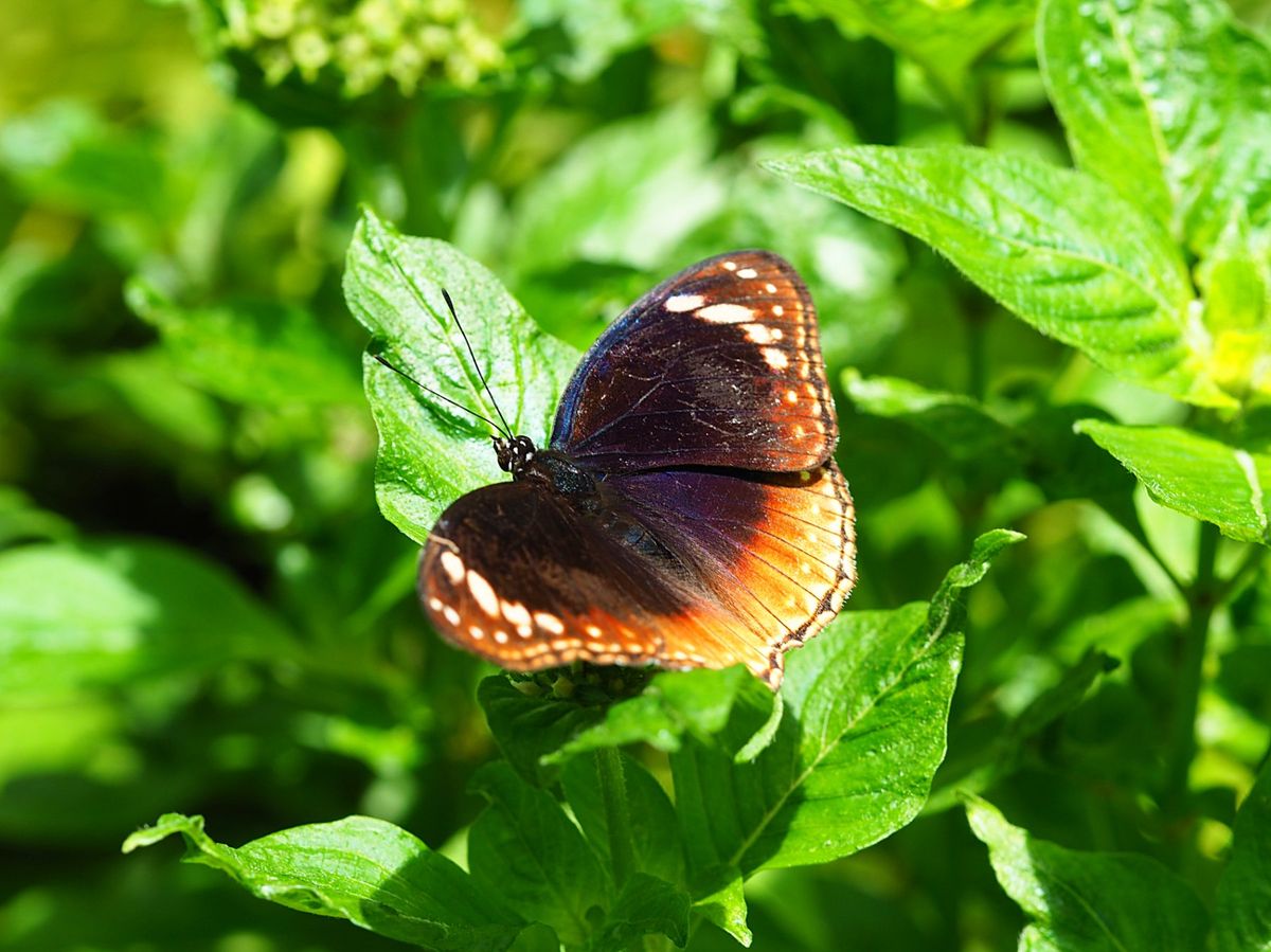 ケアンズ　キュランダ村にて
キュランダ高原列車でいくキュランダ村でバタフラ...