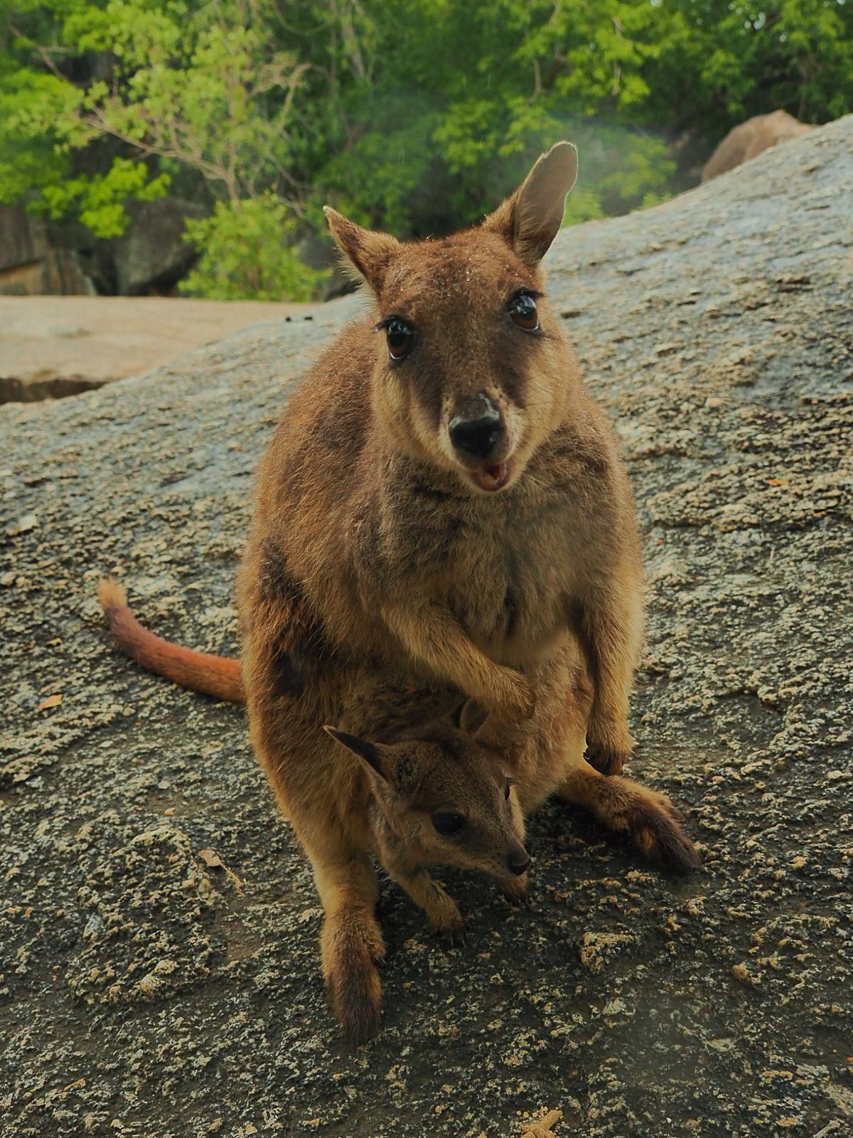 Granite Gorge Nature Park
ケアンズ近郊ドライブ旅...