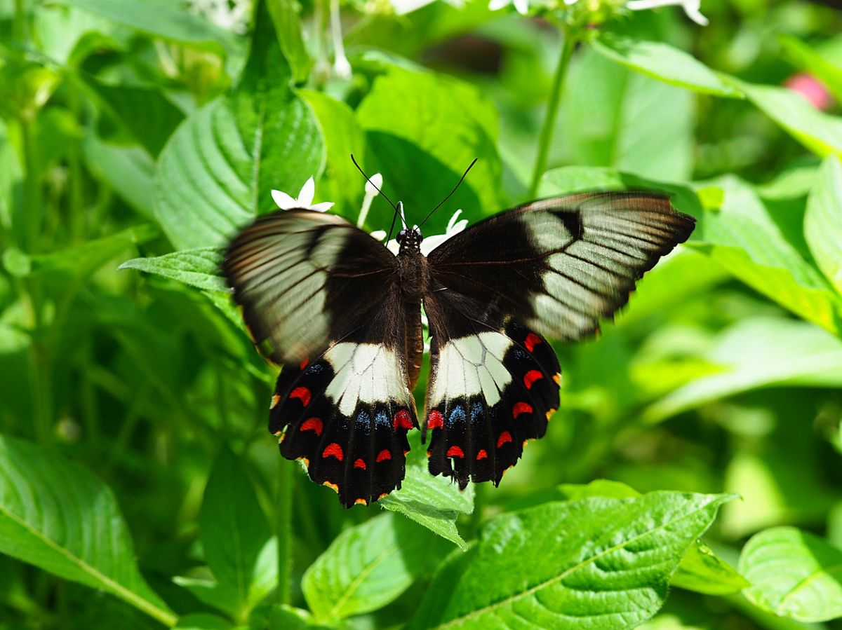 ケアンズ　キュランダ村にて
キュランダ高原列車でいくキュランダ村でバタフラ...