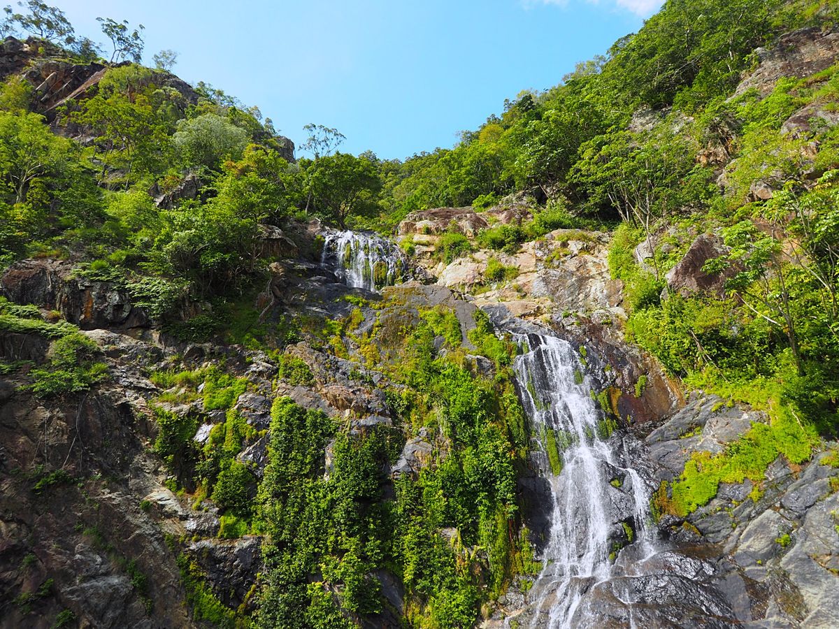 この旅はダイビングがメインだったけど、ケアンズの定番観光 キュランダ高原列...
