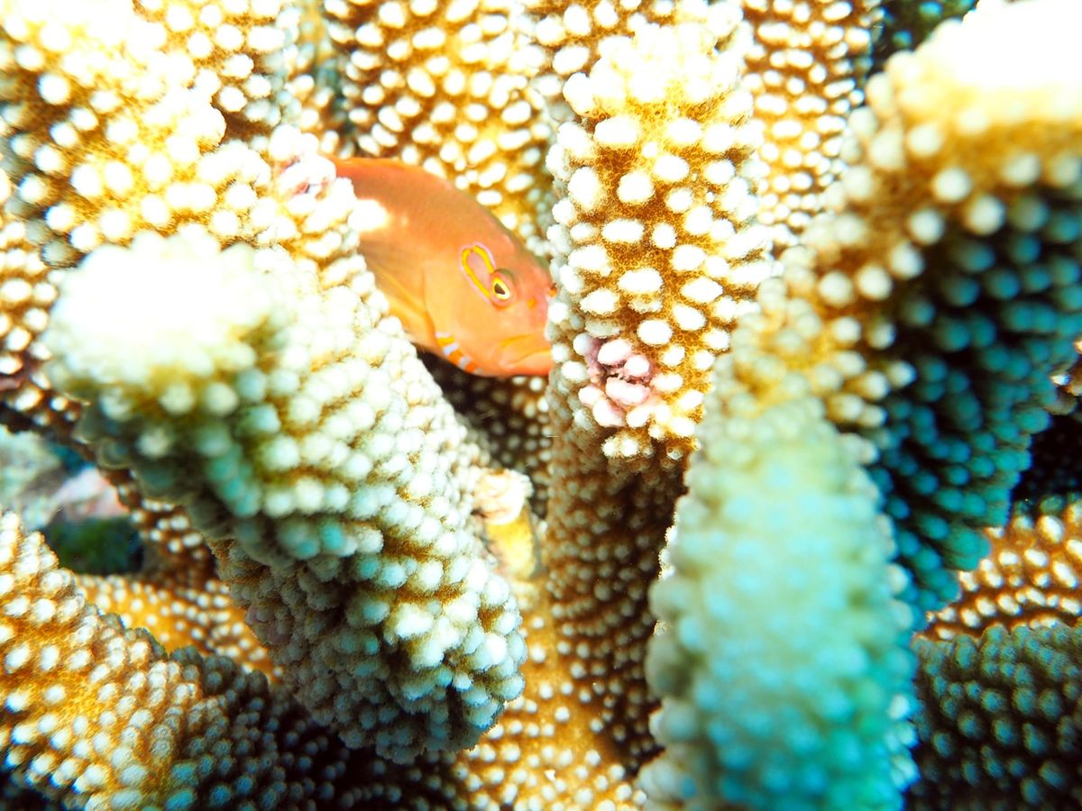 グレートバリアリーフとコーラルシー諸島でのダイビングクルーズに参加。
ダイ...