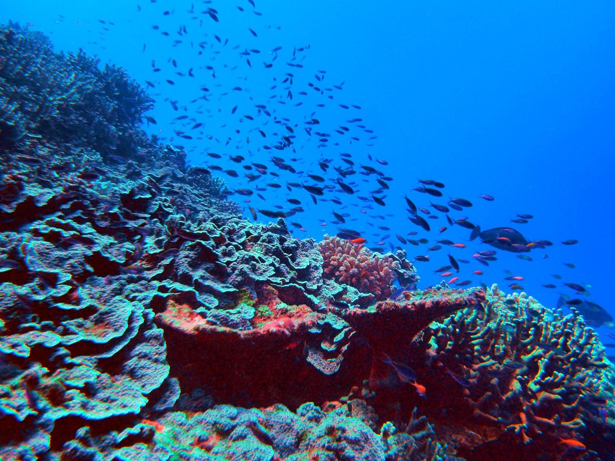 グレートバリアリーフとコーラルシー諸島でのダイビングクルーズに参加。
ダイ...