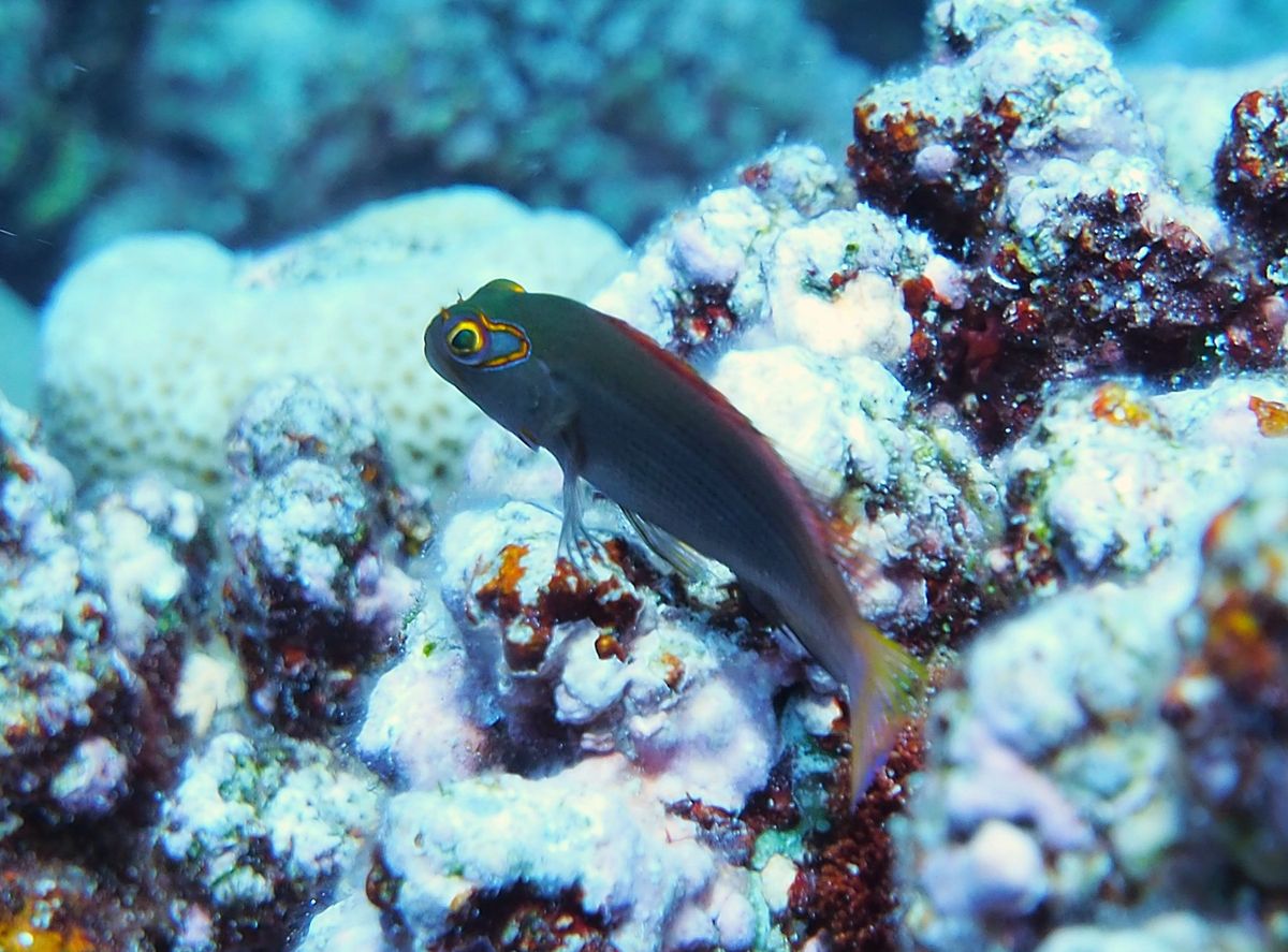 グレートバリアリーフとコーラルシー諸島でのダイビングクルーズに参加。
ダイ...