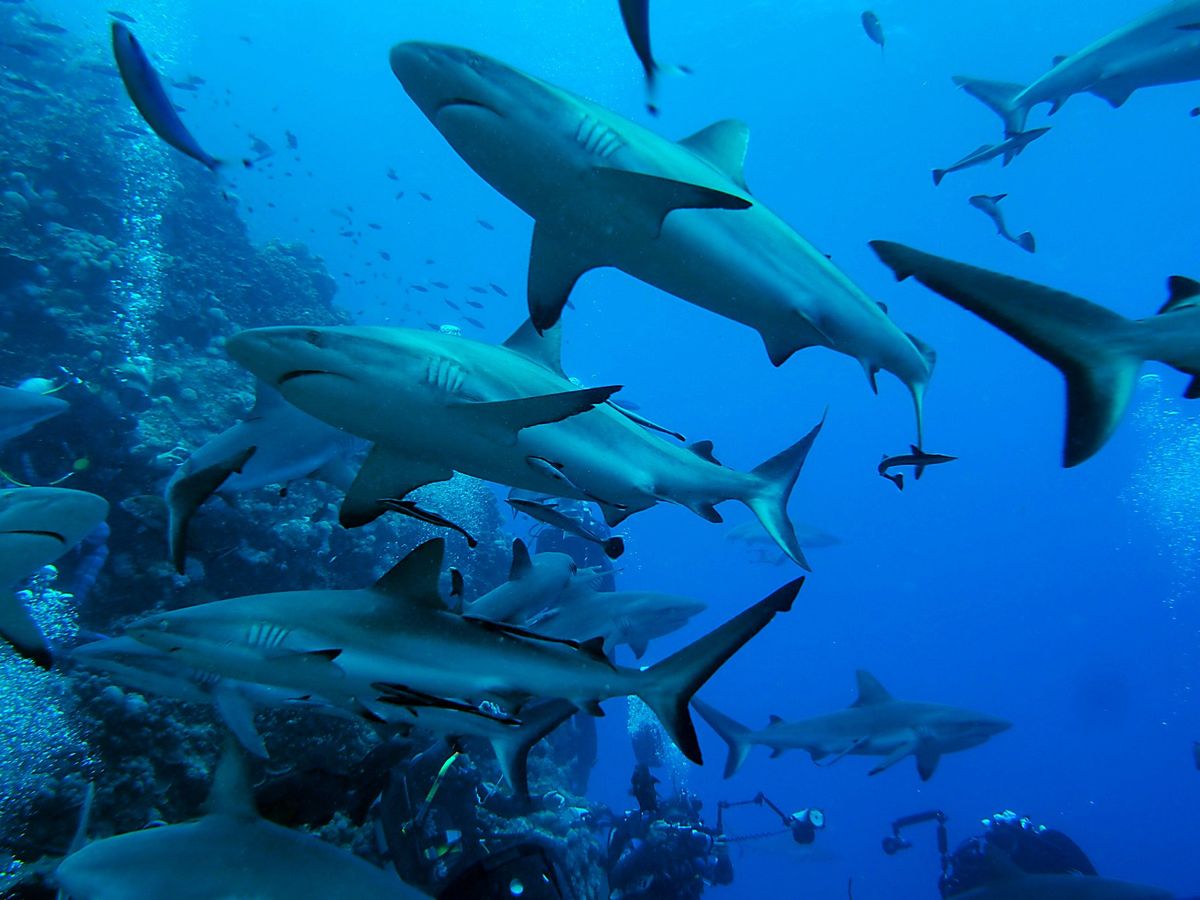 グレートバリアリーフとコーラルシー諸島でのダイビングクルーズに参加。
ダイ...