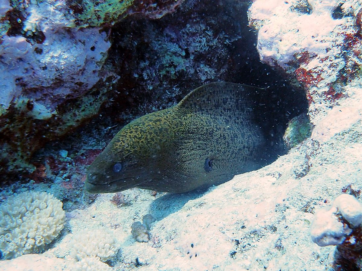 グレートバリアリーフとコーラルシー諸島でのダイビングクルーズに参加。
ダイ...