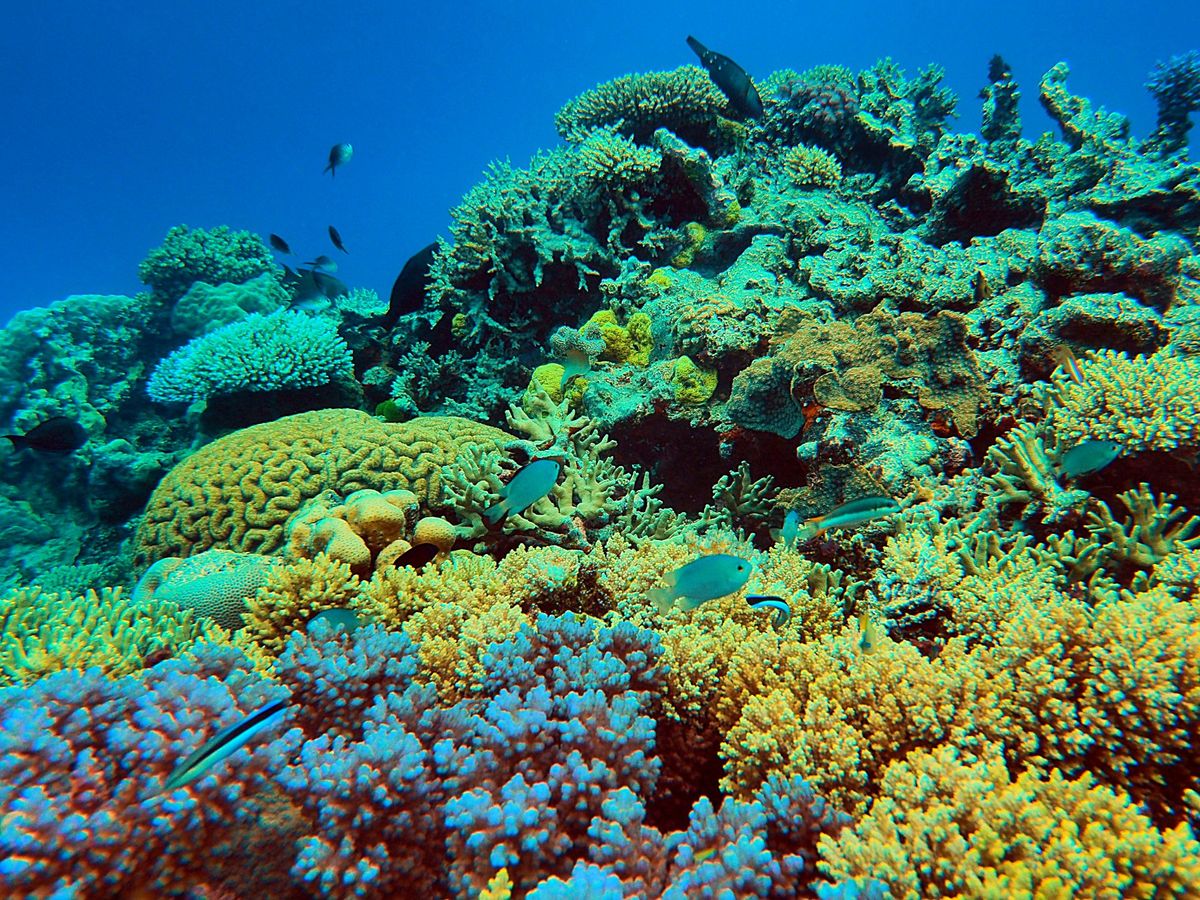 グレートバリアリーフとコーラルシー諸島でのダイビングクルーズに参加。
ダイ...
