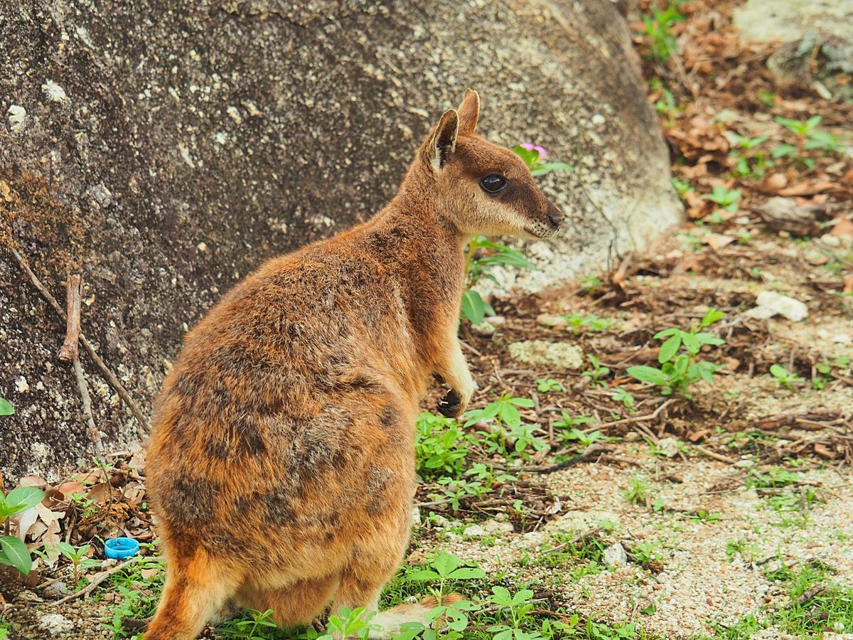 Granite Gorge Nature Park
ケアンズ近郊ドライブ旅...