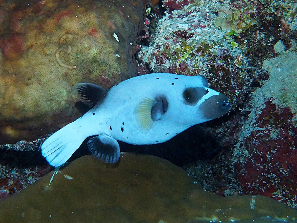 グレートバリアリーフとコーラルシー諸島でのダイビングクルーズに参加。
ダイ...