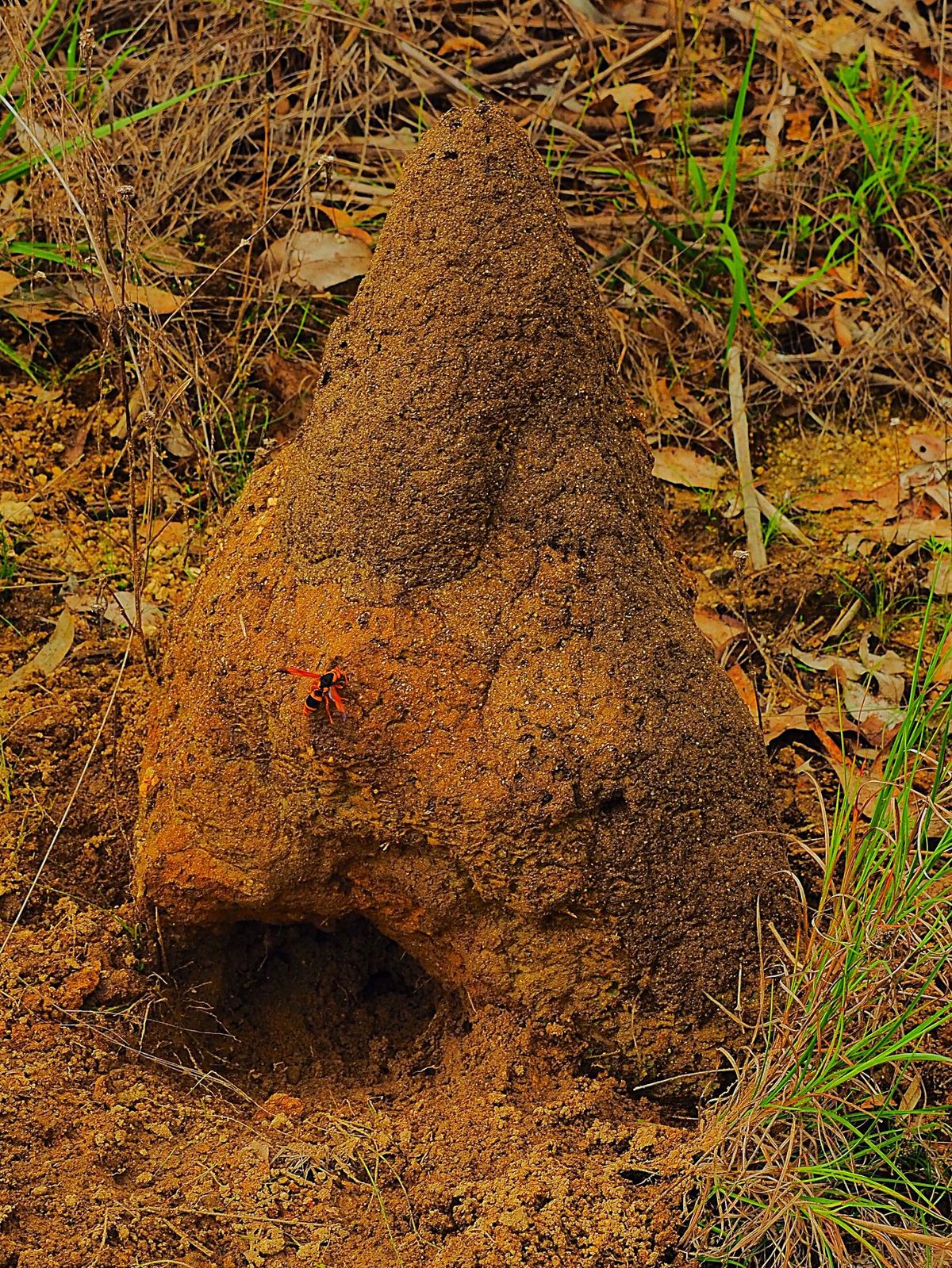 Granite Gorge Nature Park
ケアンズ近郊ドライブ旅...