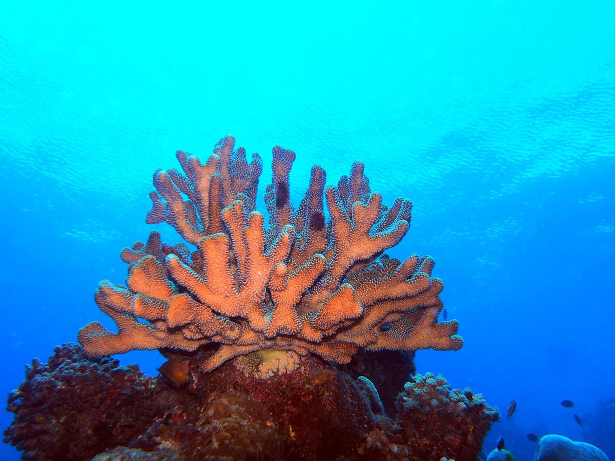 グレートバリアリーフとコーラルシー諸島でのダイビングクルーズに参加。
ダイ...