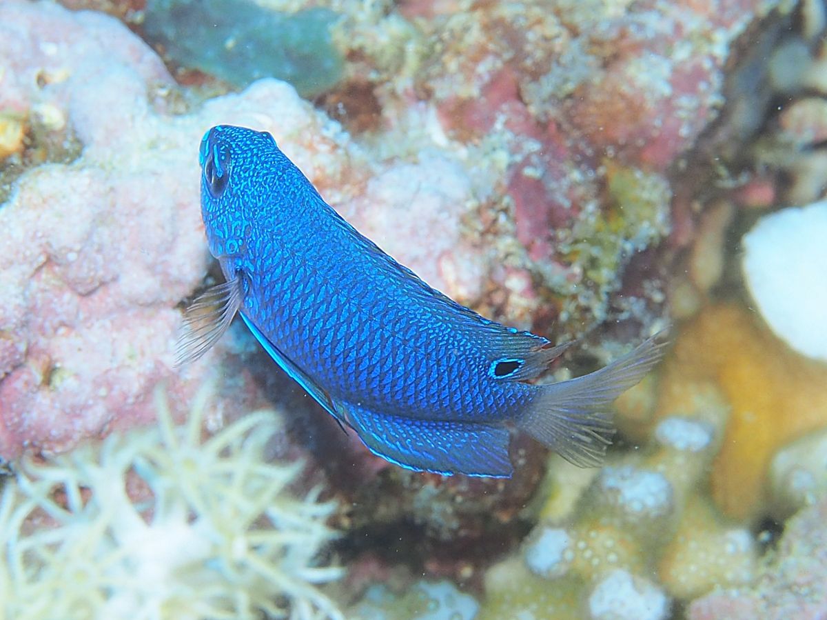 グレートバリアリーフとコーラルシー諸島でのダイビングクルーズに参加。
ダイ...