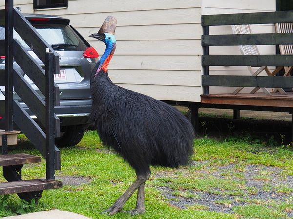 オーストラリア連邦「オーストラリア　グレートバリアリーフでダイビングの日々」の写真：ケアンズ近郊ドライブ：ヒクイドリの住むEtty Ba...