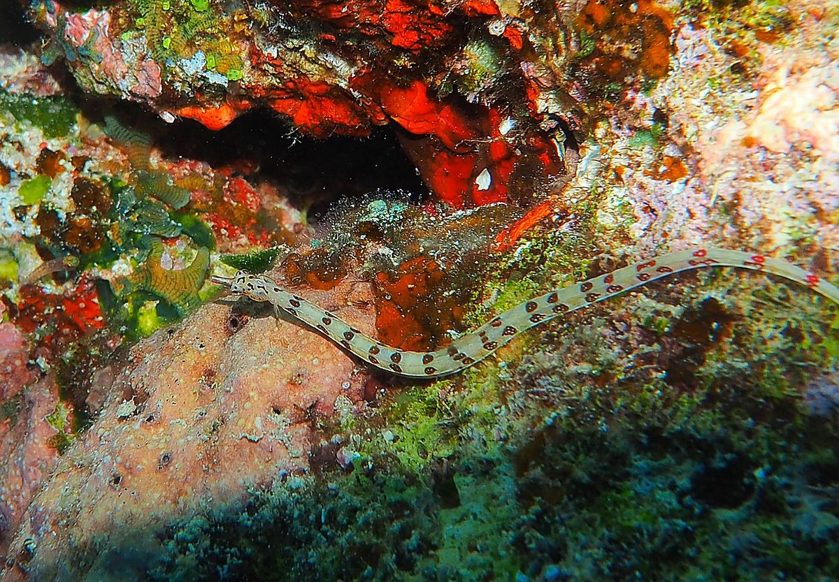 グレートバリアリーフとコーラルシー諸島でのダイビングクルーズに参加。
ダイ...