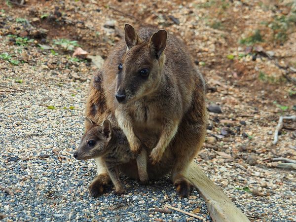 オーストラリア連邦「オーストラリア　グレートバリアリーフでダイビングの日々」の写真：Granite Gorge Nature Parkケアンズ近郊ドライブ...