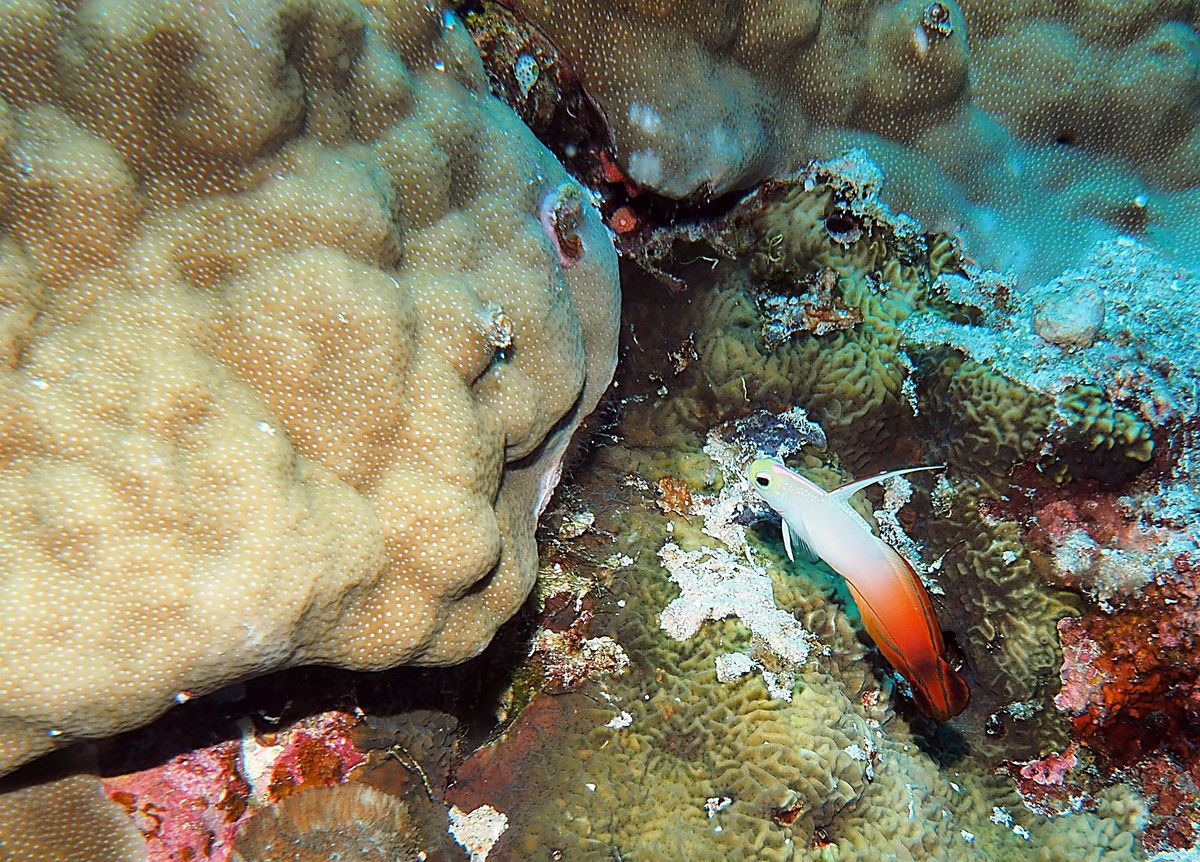 グレートバリアリーフとコーラルシー諸島でのダイビングクルーズに参加。
ダイ...