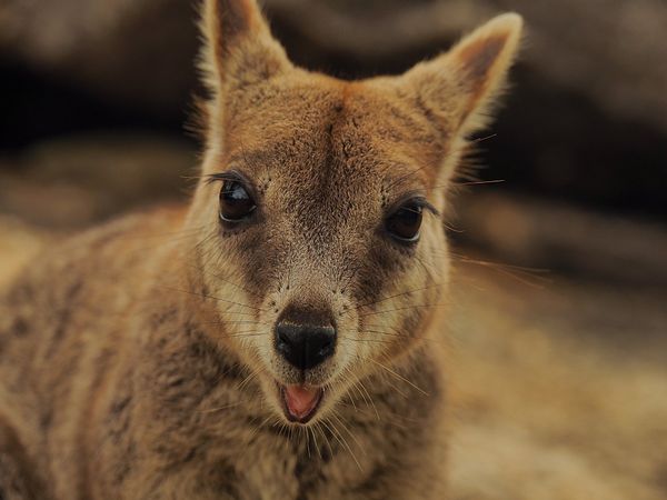 オーストラリア連邦「オーストラリア　グレートバリアリーフでダイビングの日々」の写真：Granite Gorge Nature Parkケアンズ近郊ドライブ...