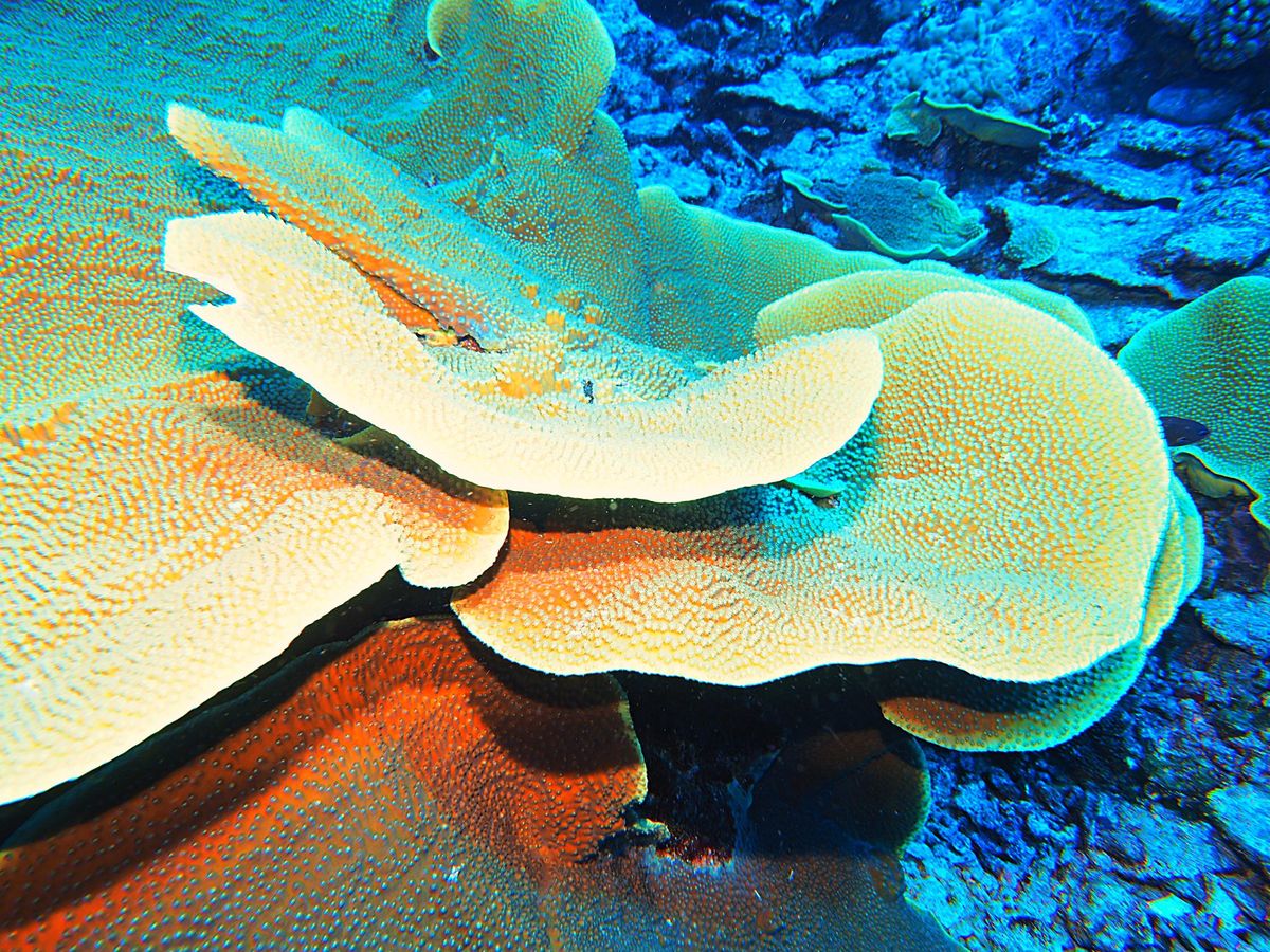 グレートバリアリーフとコーラルシー諸島でのダイビングクルーズに参加。
ダイ...