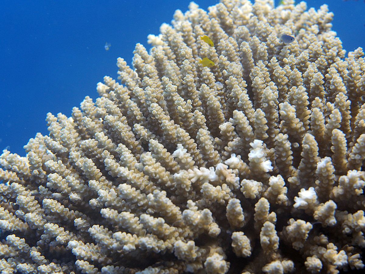 グレートバリアリーフとコーラルシー諸島でのダイビングクルーズに参加。
ダイ...