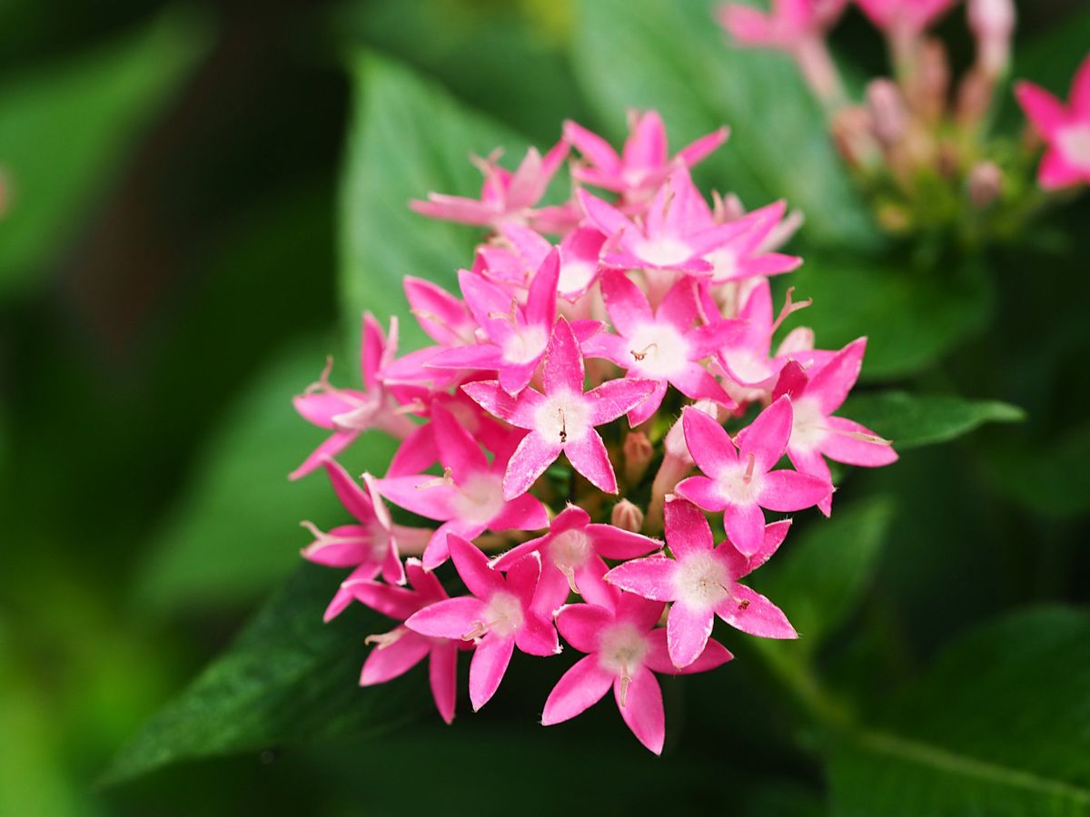 ケアンズ　キュランダ村にて
キュランダ高原列車でいくキュランダ村でバタフラ...