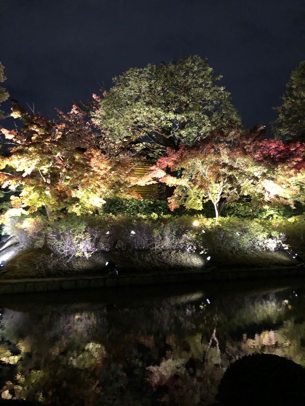 日本・京都市「GoToで京都旅」の写真：東寺の夜間特別拝観
昼間とはまた違った魅...