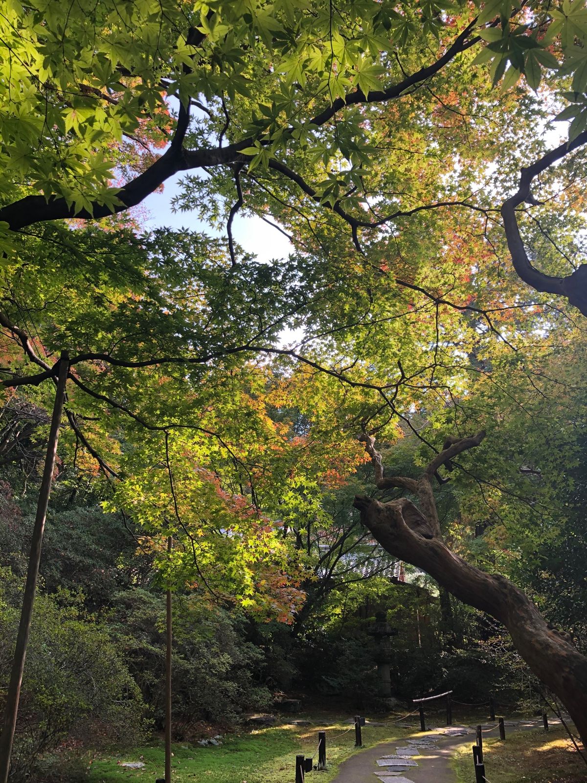 初めて行った青蓮院門跡
庭が綺麗で癒されます
紅葉はまだまだ先…