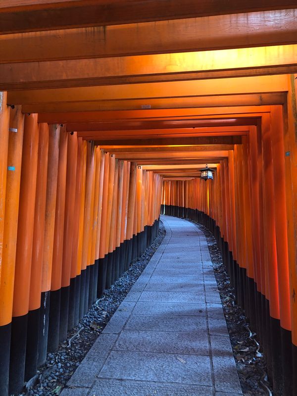 日本・京都市「GoToで京都旅」の写真：伏見稲荷大社
人が全く写っていない鳥居を...
