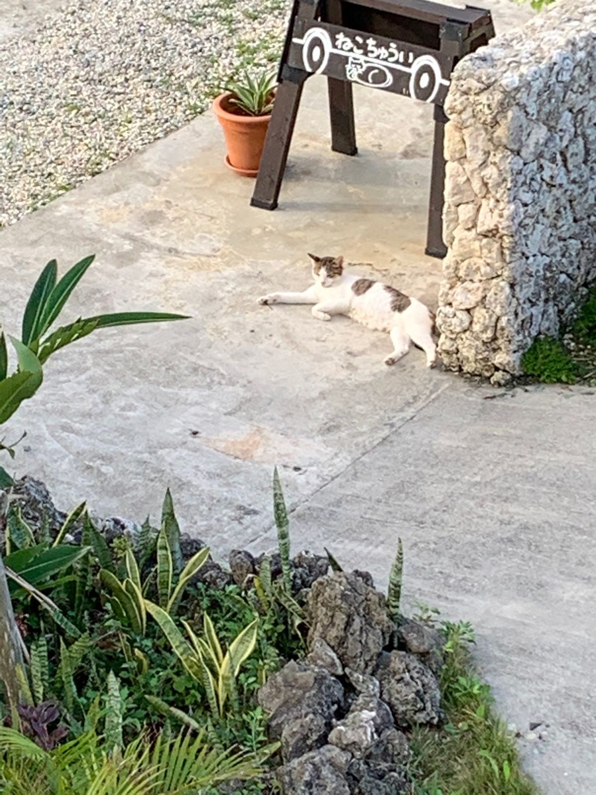 スイート並みの広さ💕
外猫🐈も癒しに一役買ってます👍