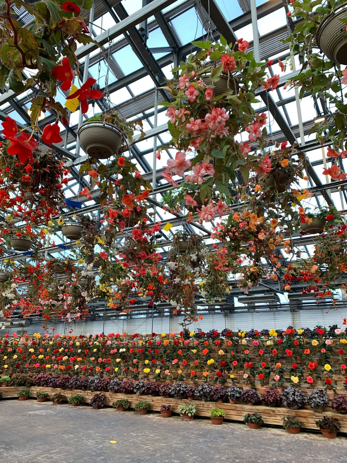 スチールドラゴン(・∀・)こ、こわー！