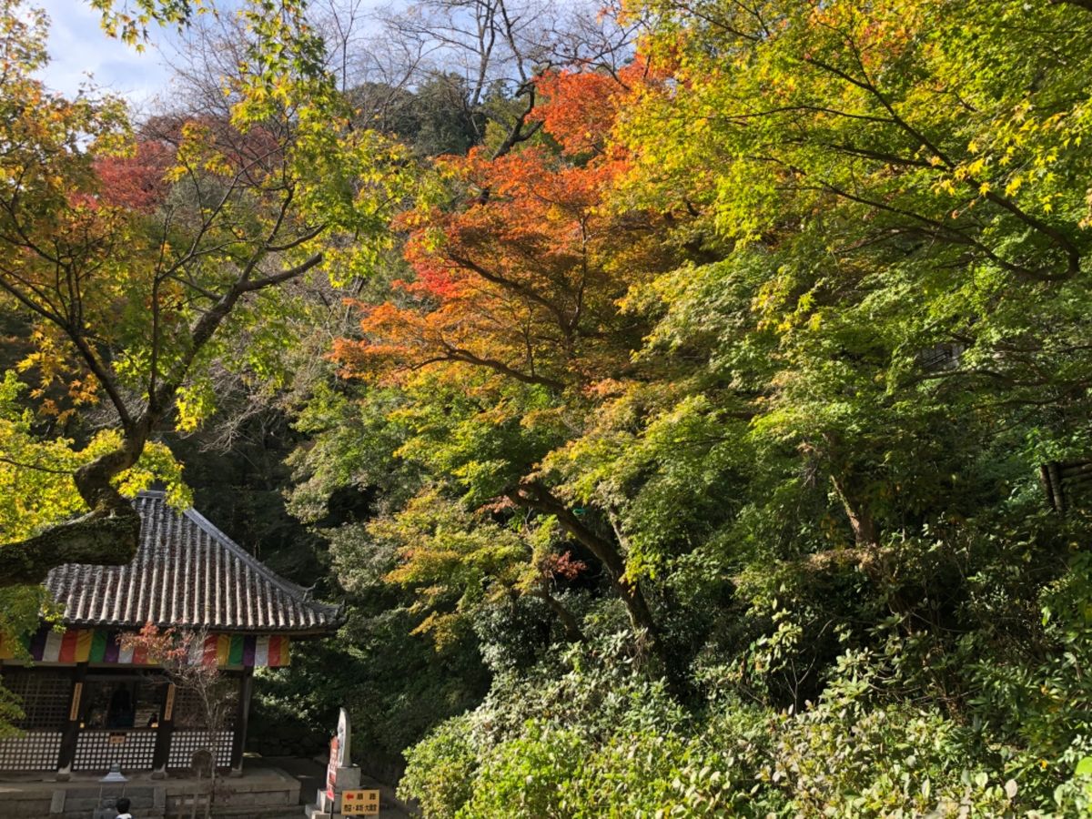 室生寺の次は牡丹で有名な長谷寺へ。紅葉もほんのり色づいていました。