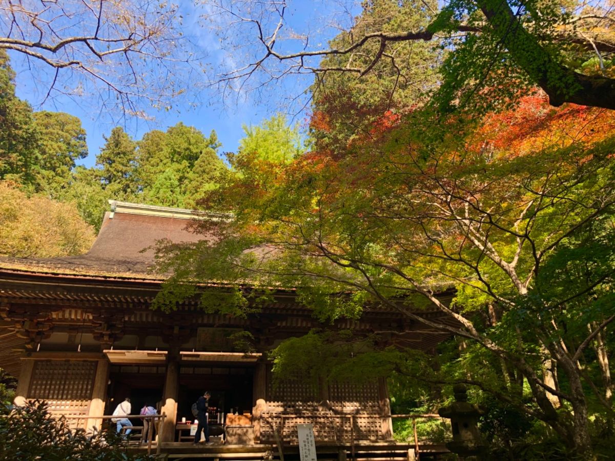 女高野山、室生寺。山門前の紅葉が色付き始めていました。